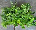 2" Terrarium Fern Assortment